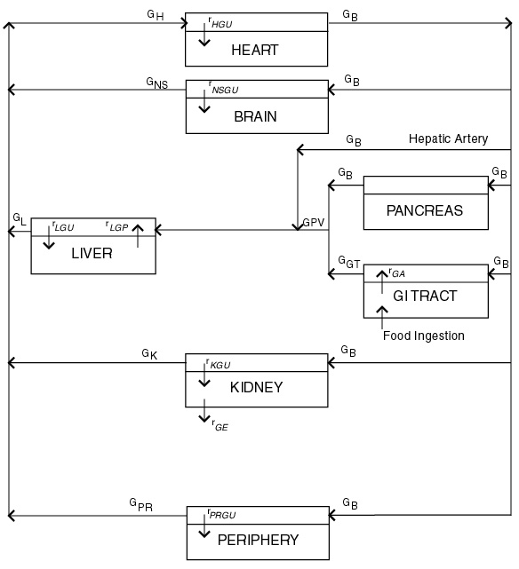 Simulation example for glucose in the human body